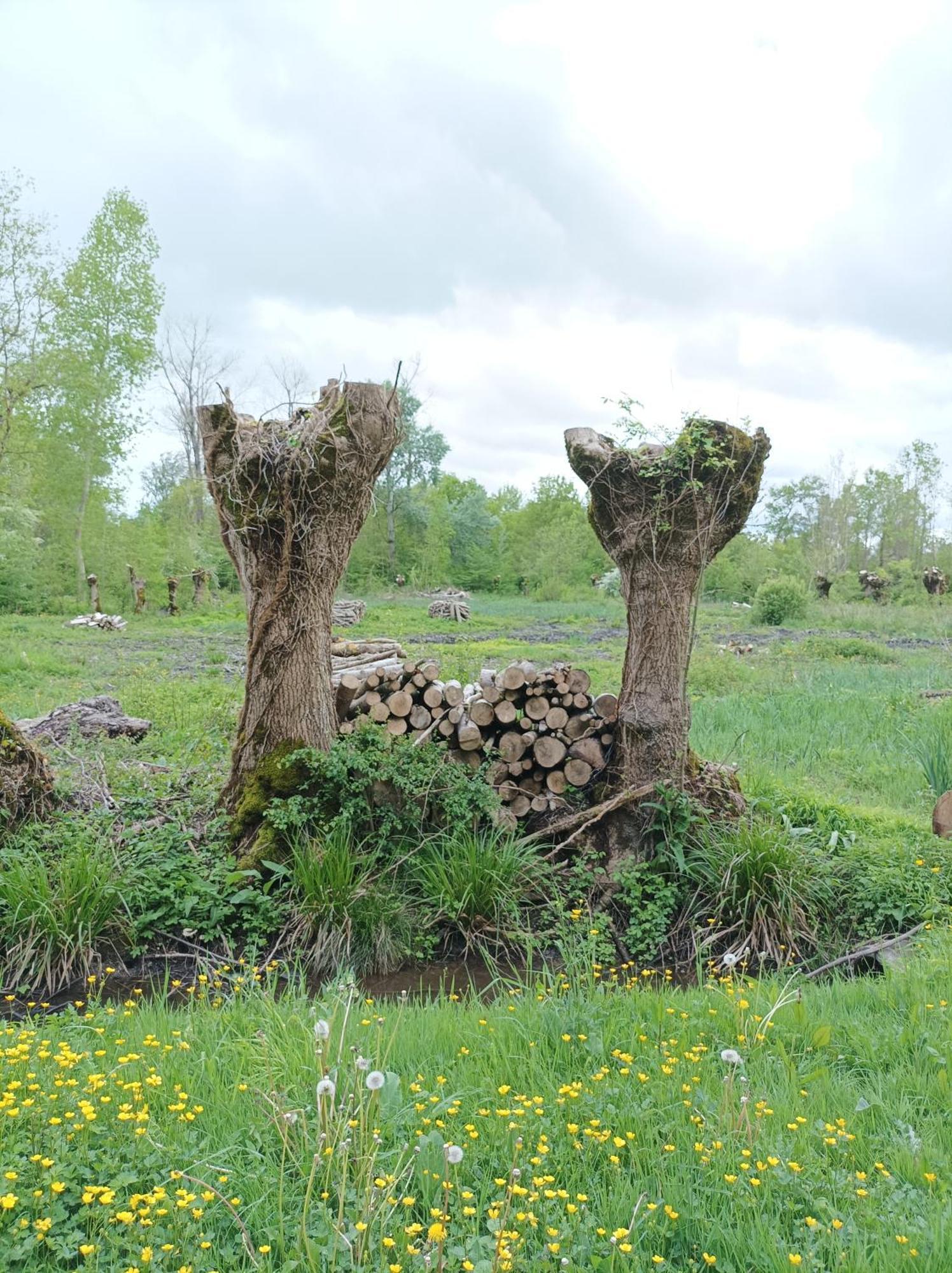 Le Logis De Lange Apt Les Aigrettes Saint-Hilaire-la-Palud 外观 照片